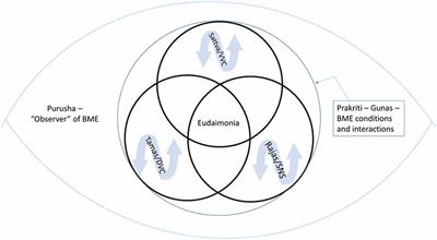 polyvagul theory